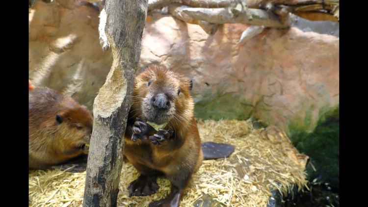 鳥羽水族館　もっと！水の惑星紀行
