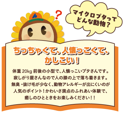 マイクロブタってどんな動物?